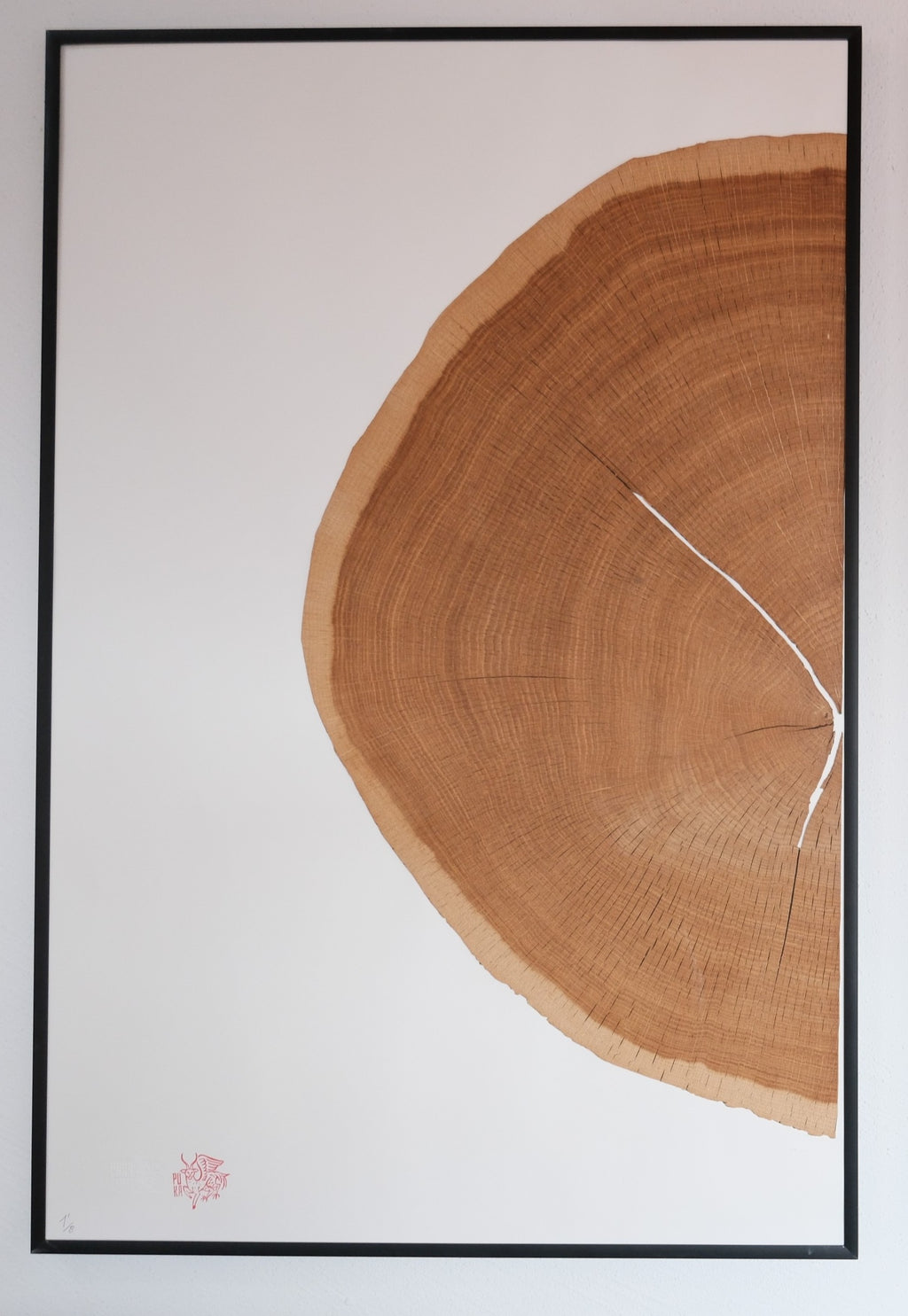 Puka Oak – Natural Wood - Limited Series of 8 (natural - half)