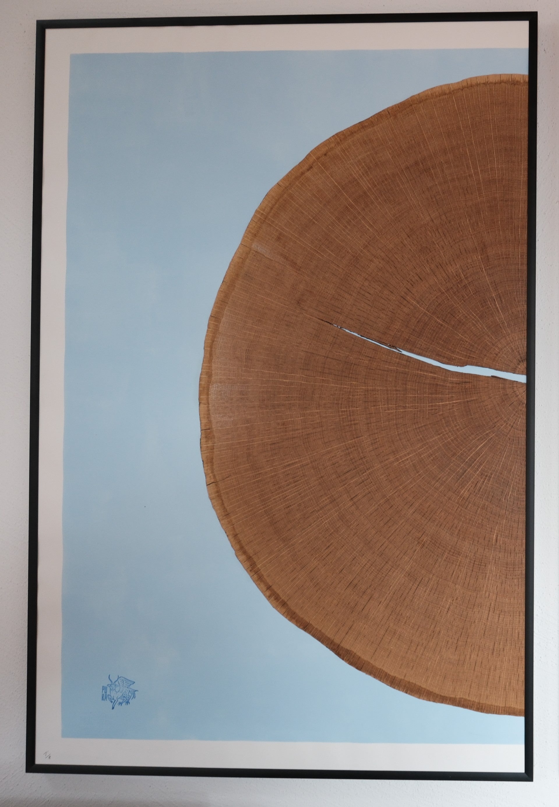 Puka Oak – Natural Wood - Limited Series of 8 (blue - half)